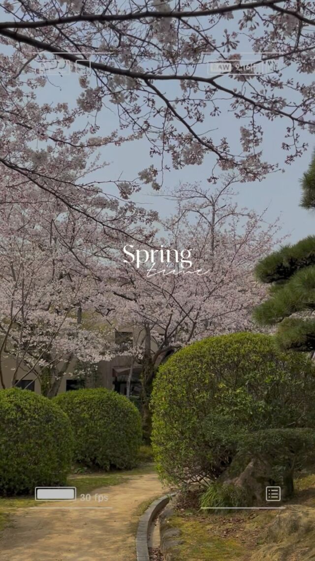 #🌸 
関学の桜といえば、関学前の桜並木が有名ですが、
実は日本庭園にも桜の木がたくさん咲いています🌸☺️
　
あったかい今日は、満開の桜を観ながらお散歩する人や
ピクニックをするご家族で賑わっていました🧺
　

春の結婚式や前撮りは、本当におすすめです🌸
　
　
　
　
#桜前撮り #お花見 
#関学百景 #桜好きな人と繋がりたい 
#神戸前撮り #神戸結婚式 
#関学前撮り #関学結婚式
